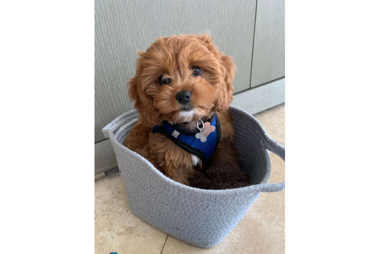 Cavapoo Puppy for Adoption