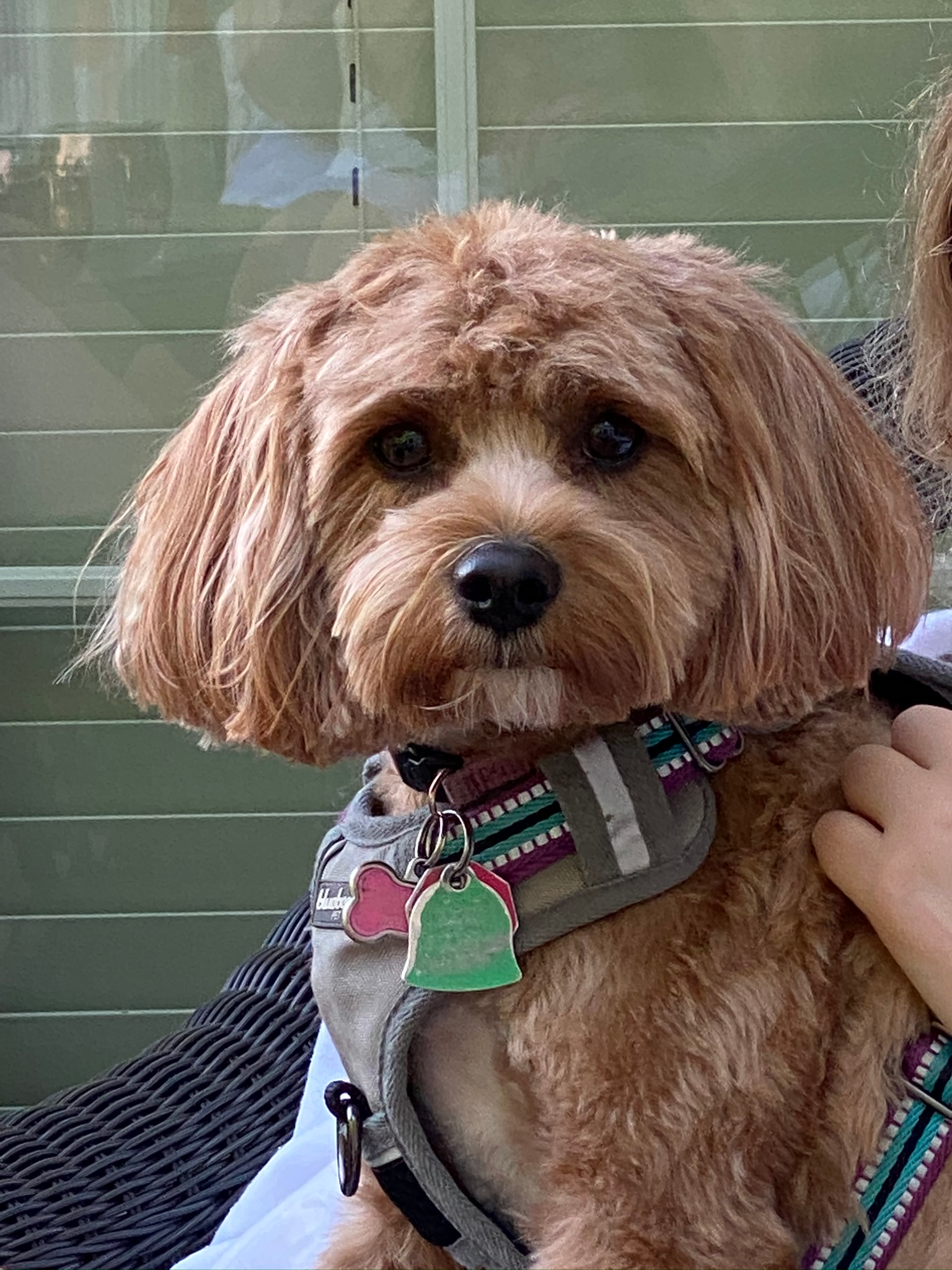 Cavapoo Pup Being Cute