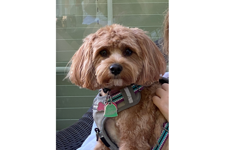 Cavapoo Pup Being Cute