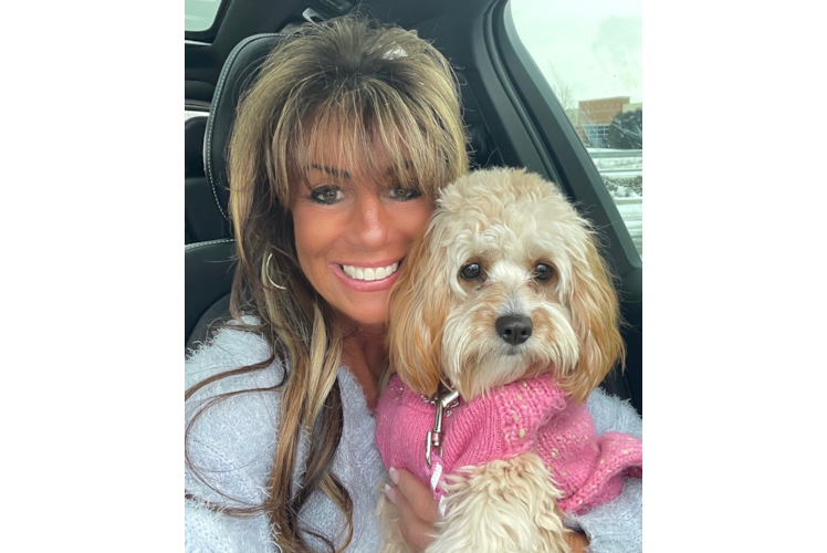 Cavapoo Pup Being Cute