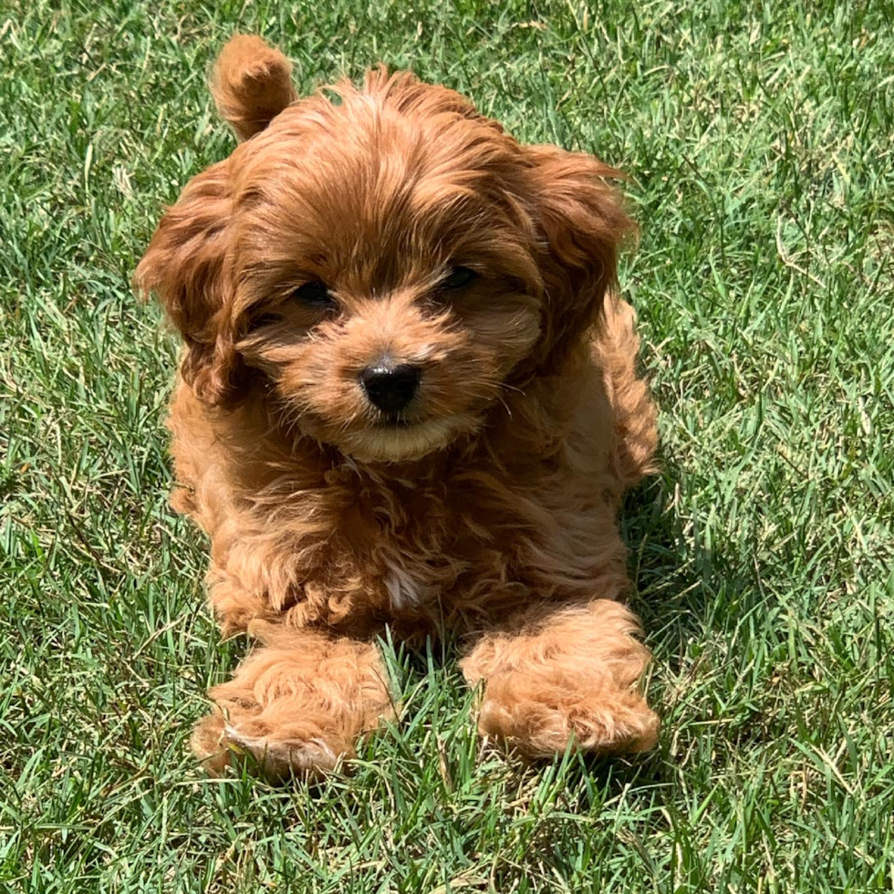 Cavapoo Being Cute