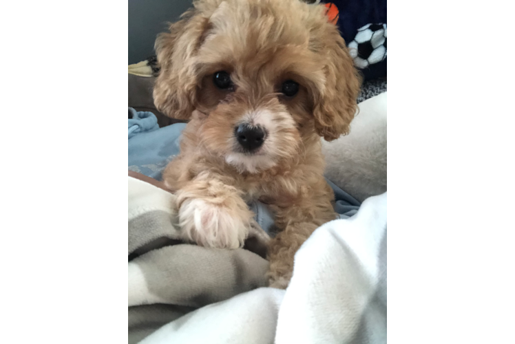 Best Cavapoo Baby