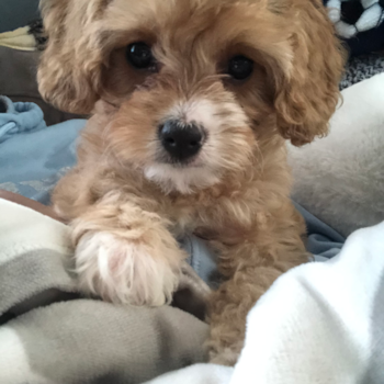 Cavapoo Being Cute