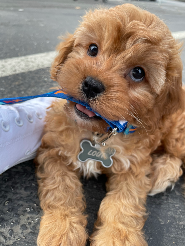 Bothell Cavapoo Pup