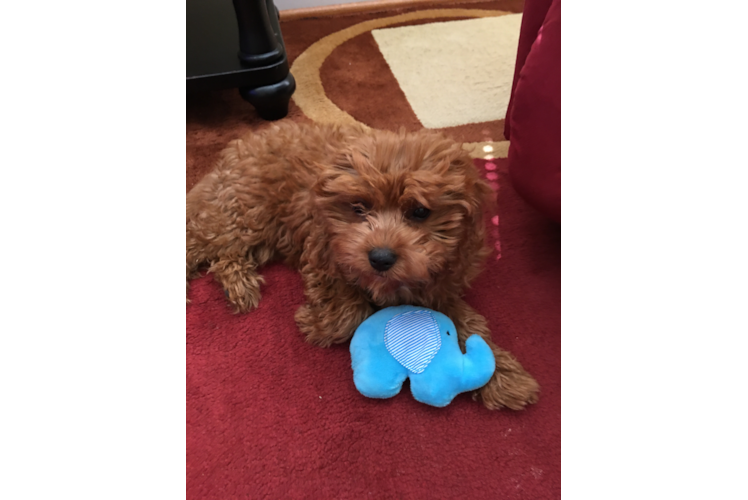 Best Cavapoo Baby