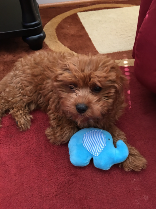 Cute Cavapoo Pup