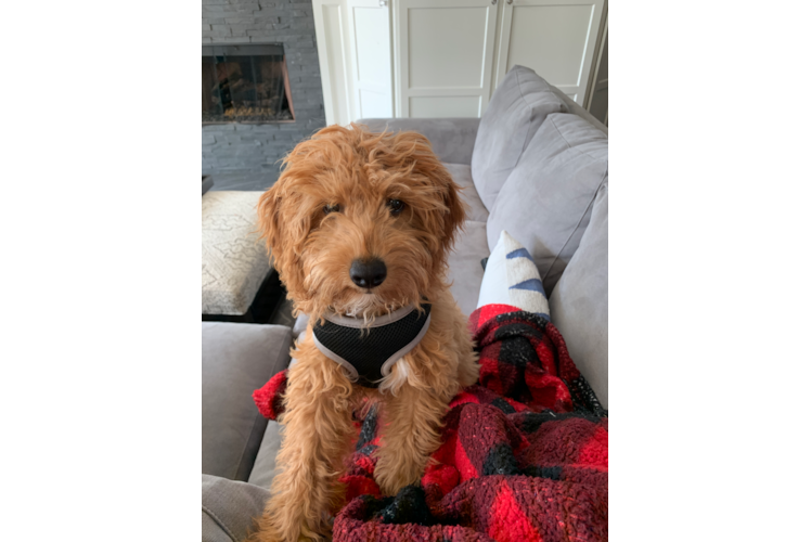 Cute Cavapoo Baby