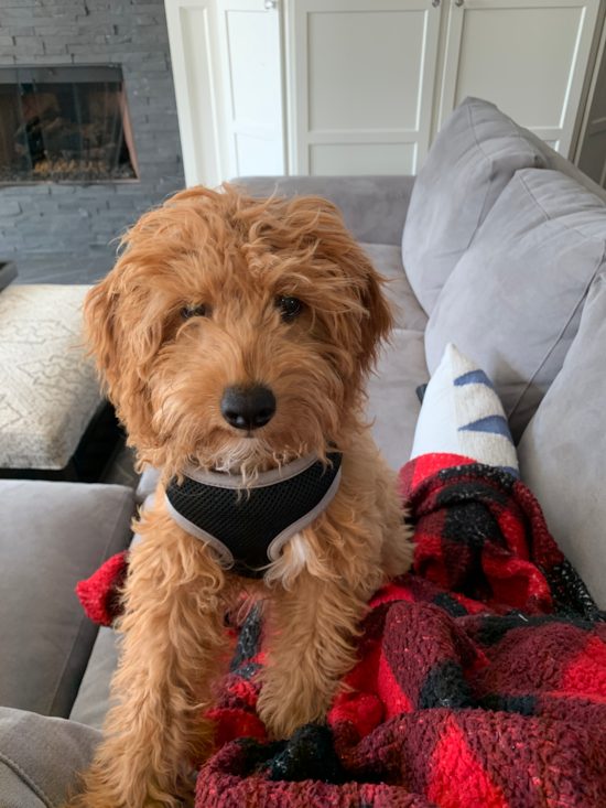 Friendly Cavapoo Pup in Park Ridge IL