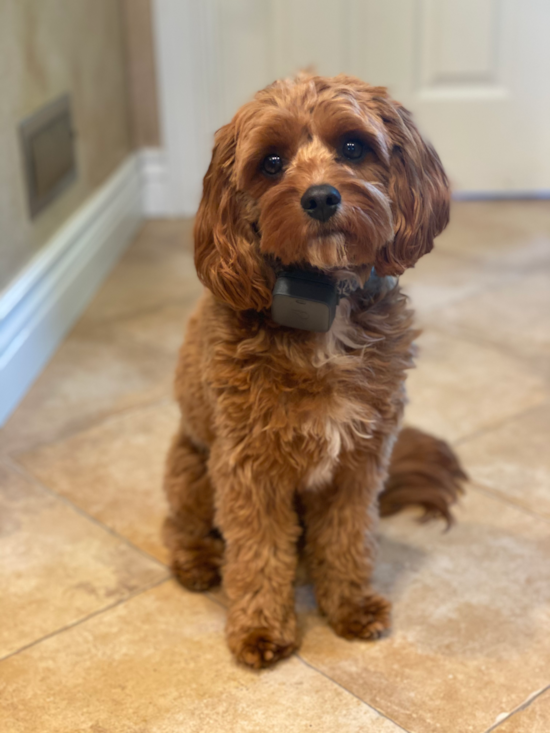 Cute Cavapoo Pup in San Jose CA