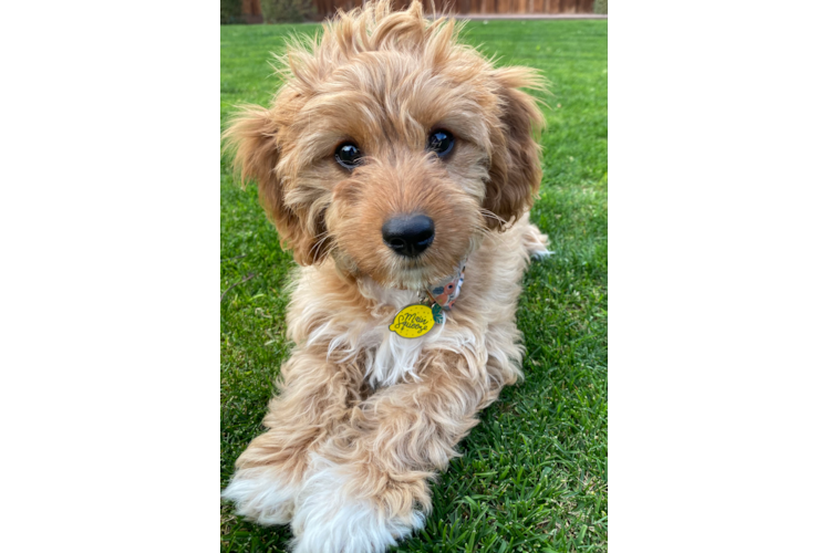 Cavapoo Puppy for Adoption