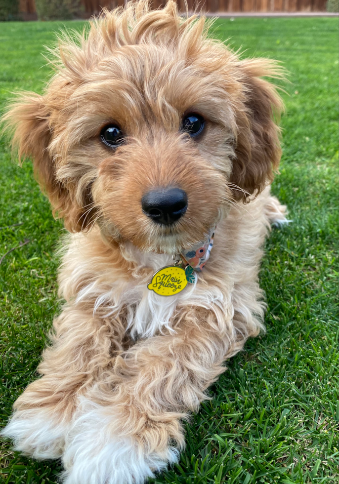 Cavapoo Being Cute