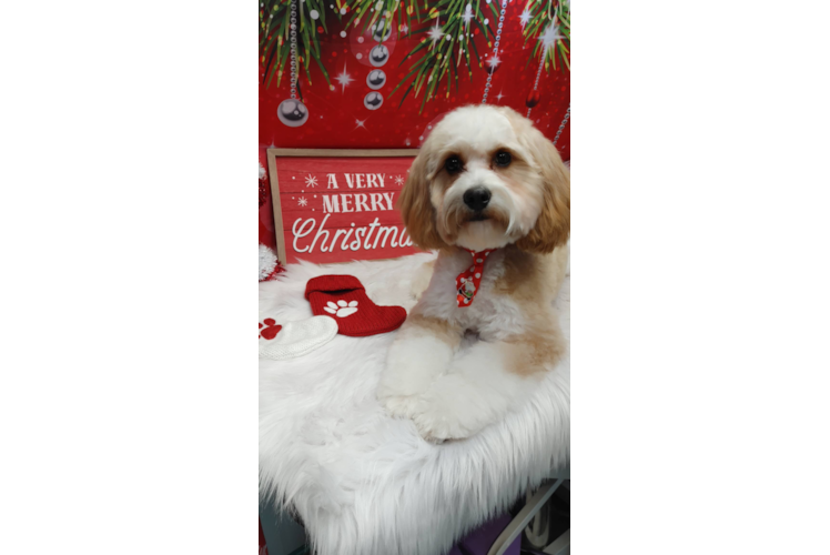 Energetic Cavoodle Poodle Mix Puppy