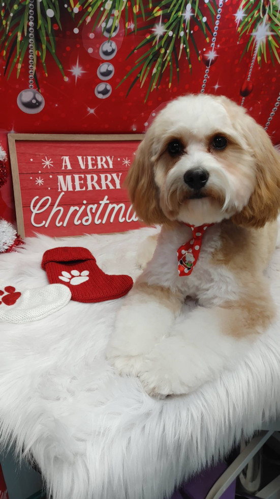 Petite Cavapoo Poodle Mix Pup