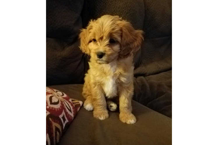 Cavapoo Puppy for Adoption