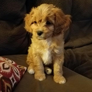 Funny Cavapoo Poodle Mix Pup