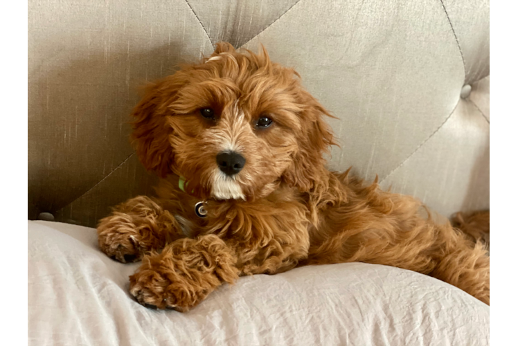 Sweet Cavapoo Baby