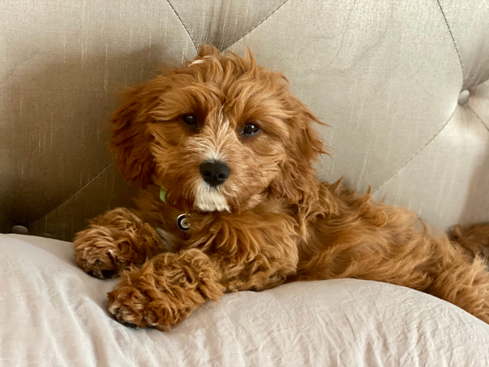 Petite Cavapoo Poodle Mix Pup