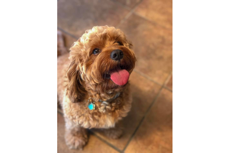 Little Cavoodle Poodle Mix Puppy