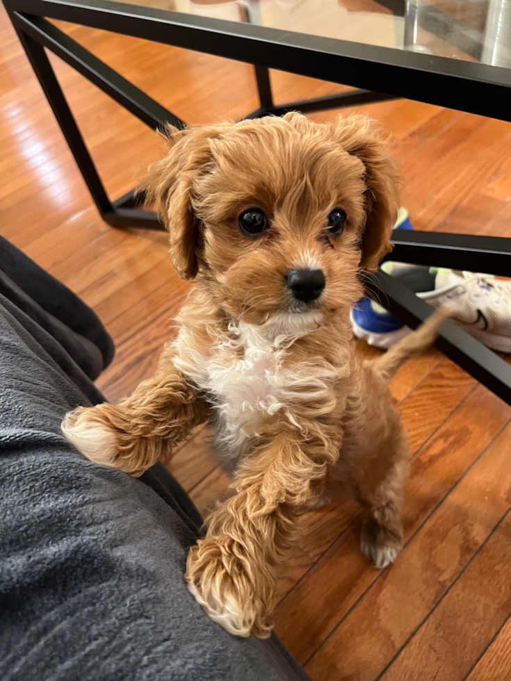 Sweet Cavapoo Pup