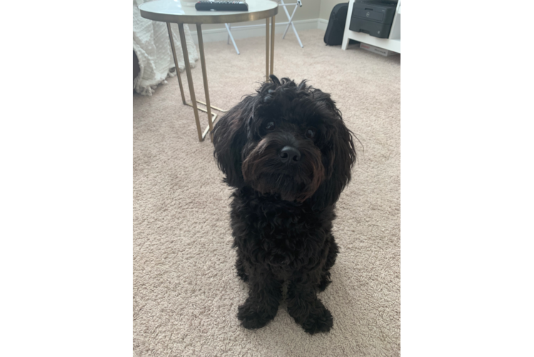 Popular Cavapoo Poodle Mix Pup