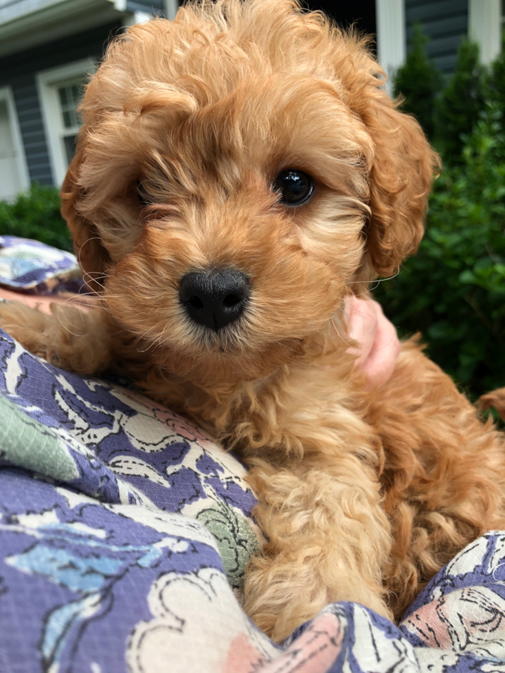 Funny Cavapoo Poodle Mix Pup