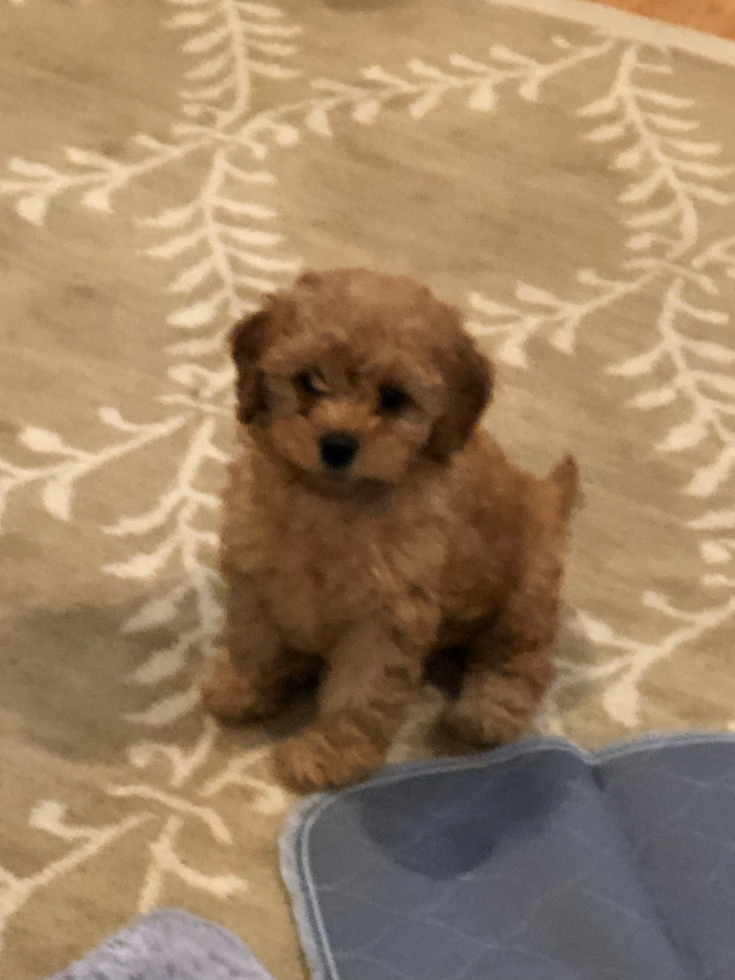 Popular Cavapoo Poodle Mix Pup