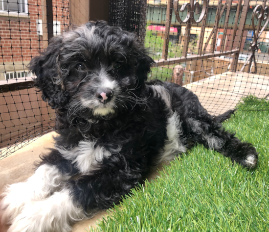 Petite Cavapoo Poodle Mix Pup