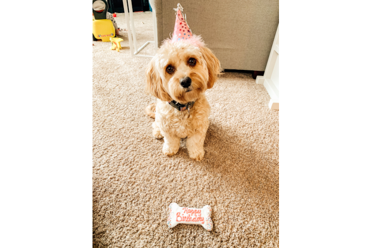 Cavapoo Pup Being Cute