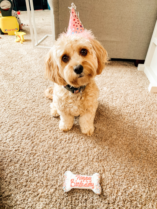 Cavapoo Being Cute