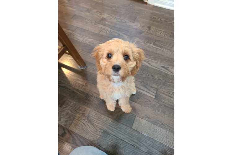 Hypoallergenic Cavoodle Poodle Mix Puppy