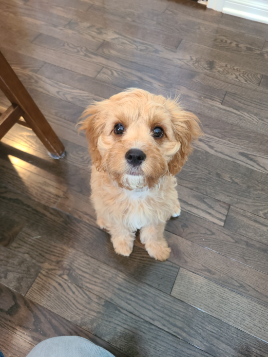 Little Cavoodle Poodle Mix Pup