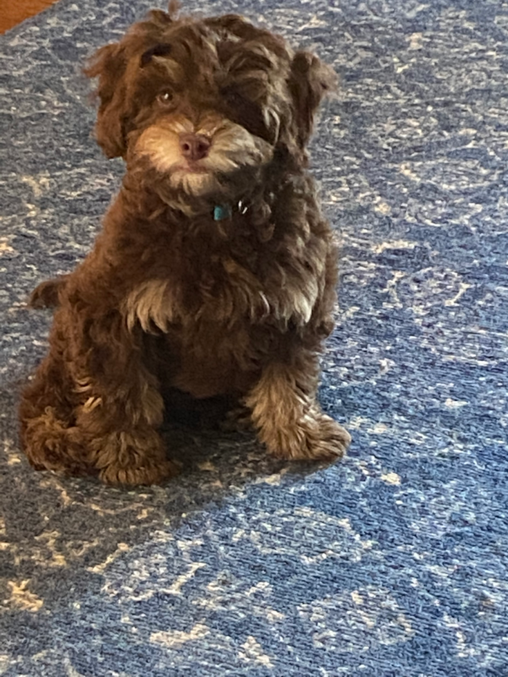 Fluffy Cavapoo Poodle Mix Pup