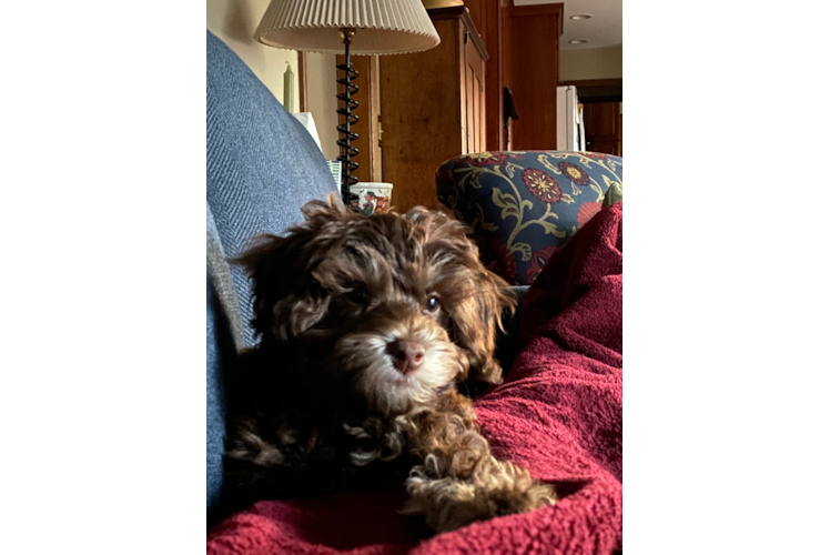 Energetic Cavoodle Poodle Mix Puppy