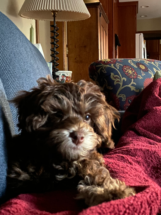 Cavapoo Being Cute