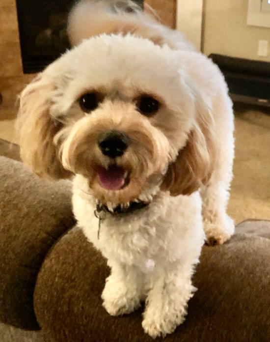 Olathe Cavapoo Pup