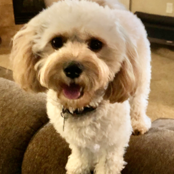 Olathe Cavapoo Pup