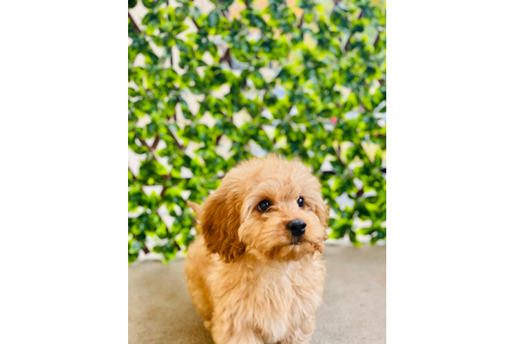 Little Cavoodle Poodle Mix Puppy