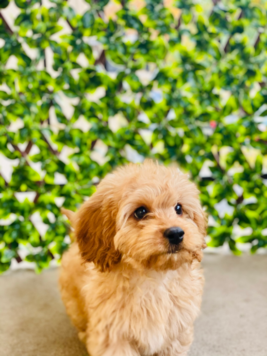 Energetic Cavoodle Poodle Mix Pup