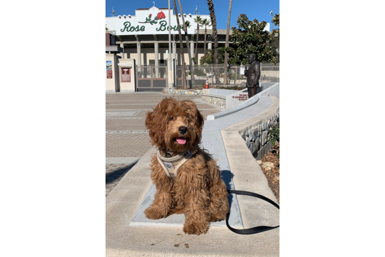 Best Cavapoo Baby