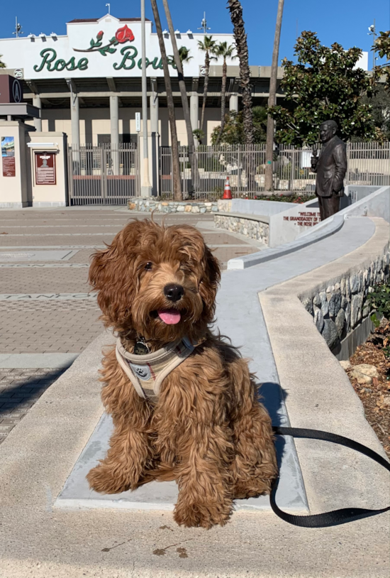 Smart Cavapoo Poodle Mix Pup