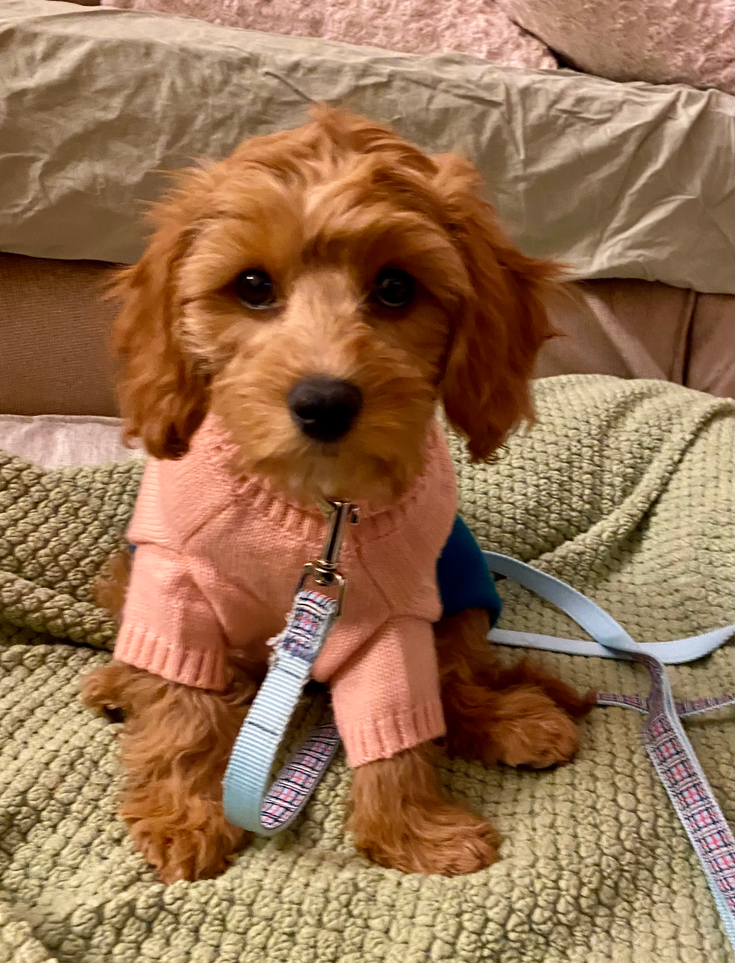 Fluffy Cavapoo Poodle Mix Pup