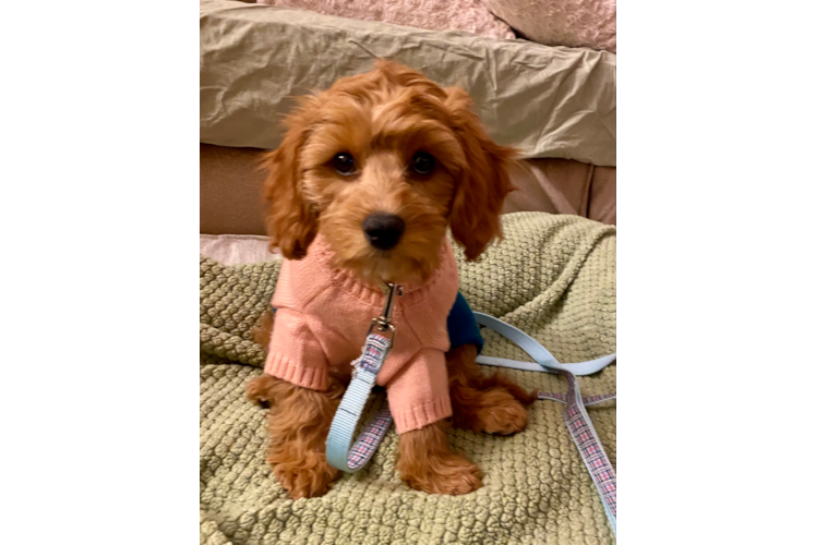 Fluffy Cavapoo Poodle Mix Pup