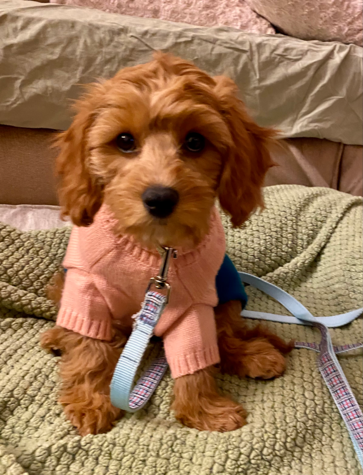 Fluffy Cavapoo Poodle Mix Pup