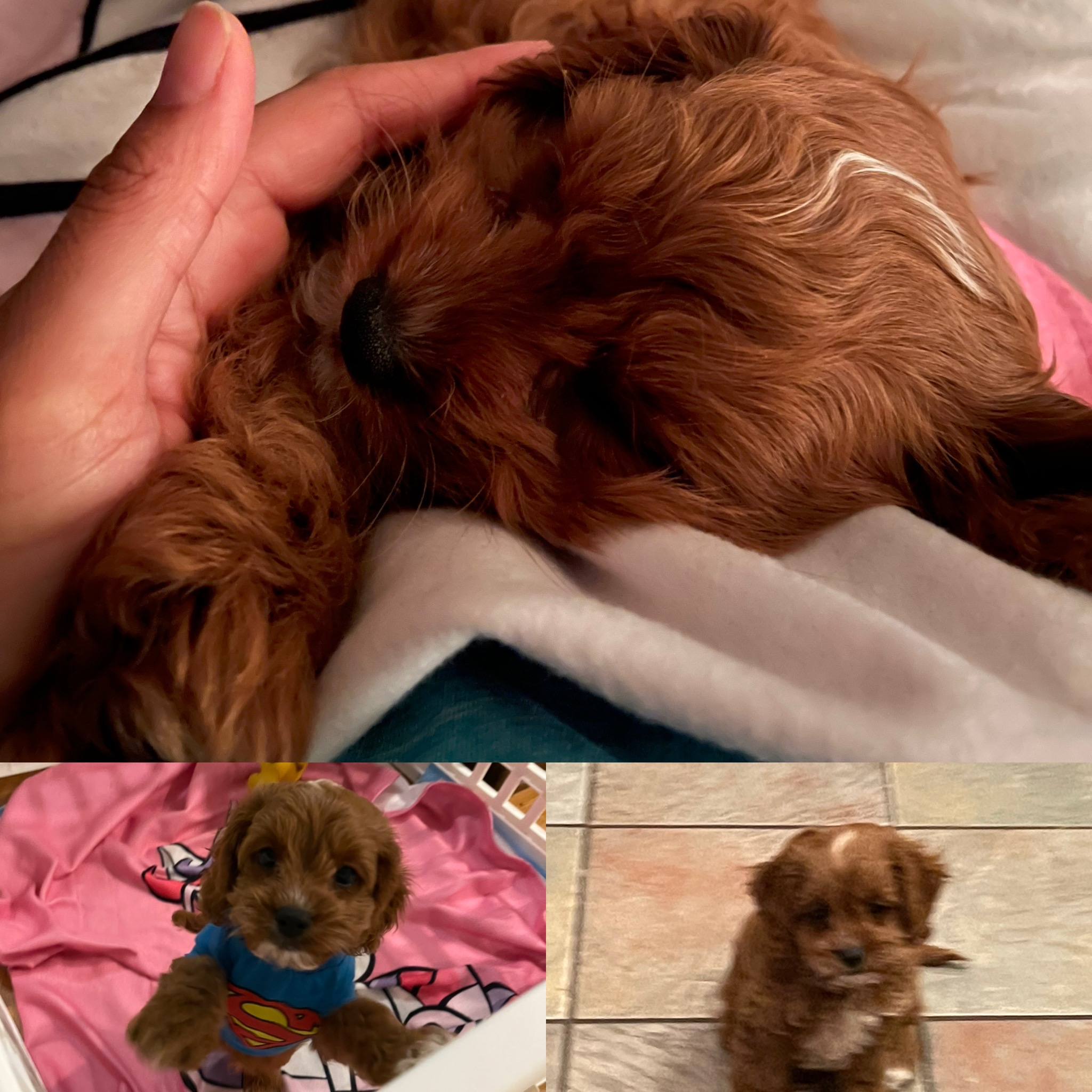 Adorable Cavoodle Poodle Mix Puppy