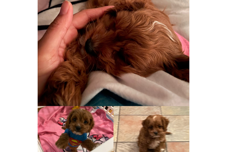 Adorable Cavoodle Poodle Mix Puppy