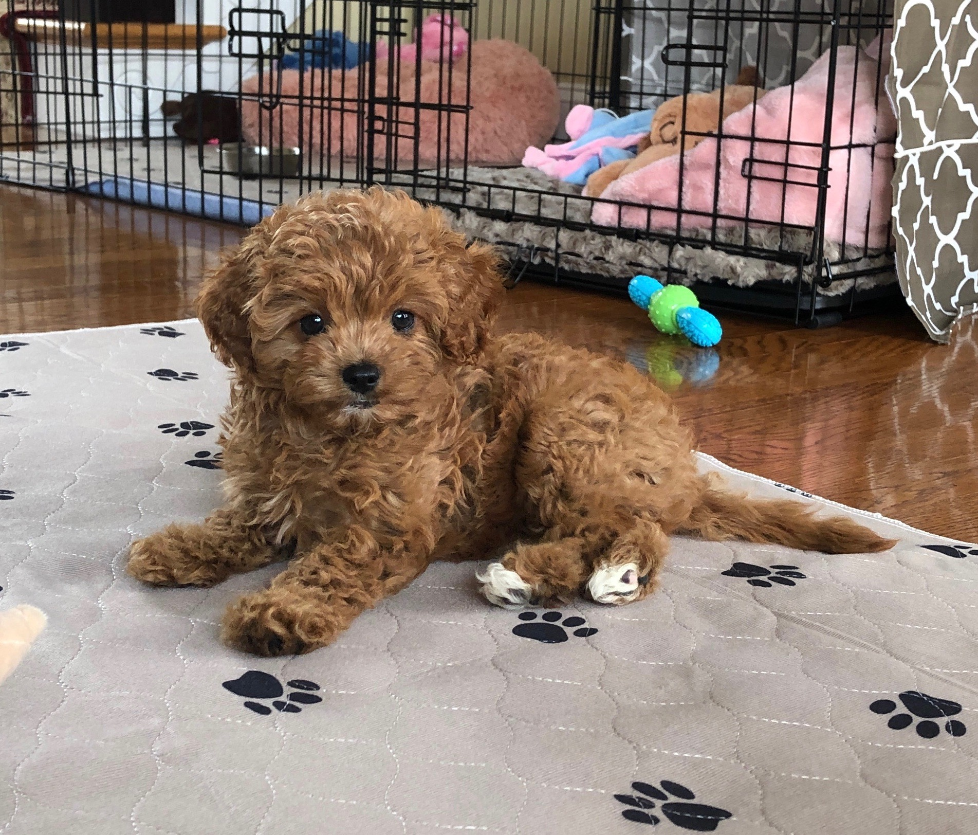 Hypoallergenic Cavoodle Poodle Mix Puppy