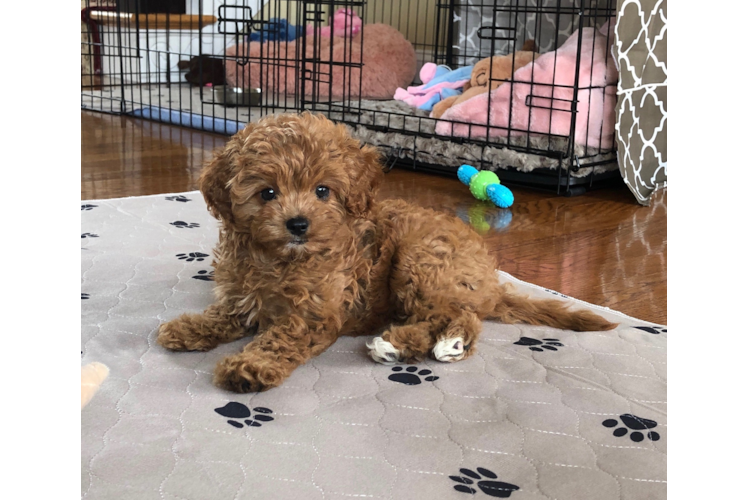 Hypoallergenic Cavoodle Poodle Mix Puppy