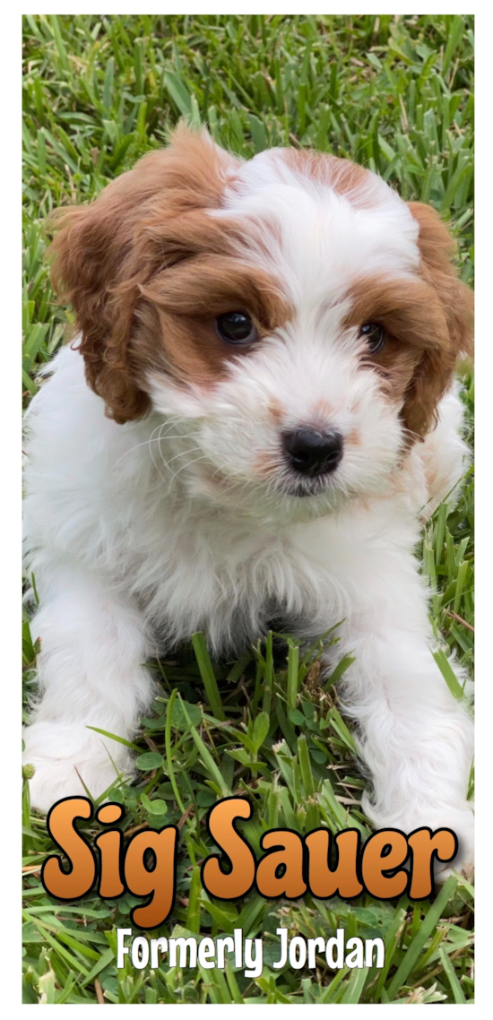 Palm City Cavapoo Pup