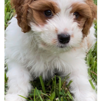 Palm City Cavapoo Pup