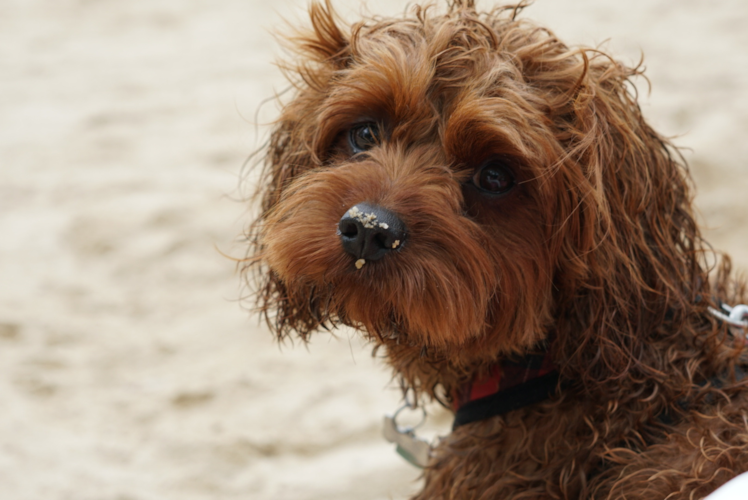 Fluffy Cavapoo Poodle Mix Pup